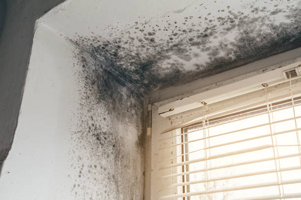 Affordable Attic Mold Remediation solutions in Upton, KY